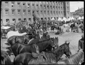 Scene at Mount Cook Barracks, Wellington, during the 1913 waterfront strike, showing horses for the Mounted Special Police