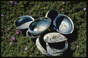 Paua shells, Kaikoura