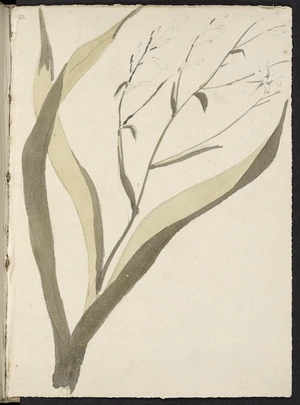 [Hodges, William] 1744-1797 :[Rengarenga, arthropodium cirrhatum. 1773?]