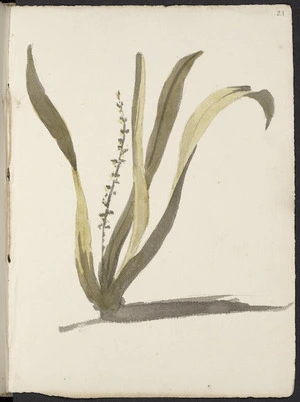 [Hodges, William] 1744-1797 :[Tropical orchid, epidendrum or oberonia myosuras 1773?]