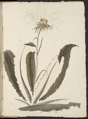 [Hodges, William] 1744-1797 :[Daisy, celmisia holosericea. 1773?]