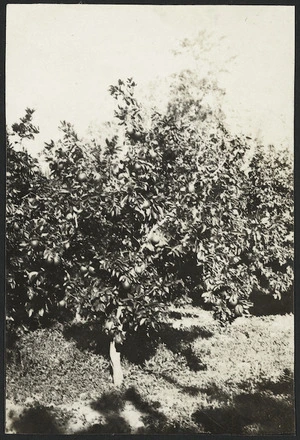 Orange trees in Rishon Le Zion