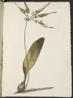 [Hodges, William] 1744-1797 :[Cirrhopetalum spp. 1773?]