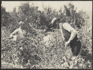 Helen, Rita and Will Cartwright picking blackberries, Mokau River
