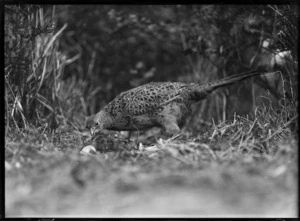 Pheasant with chicks, probably Stratford area