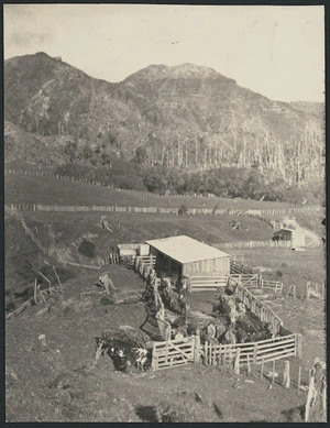 Milking shed and cows, Mokau River