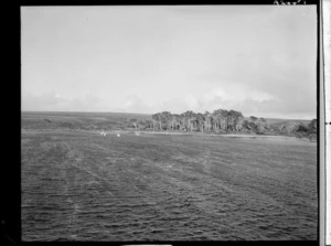 Port Hutt, Chatham Island, Chatham Islands - Photograph taken by E Woollett