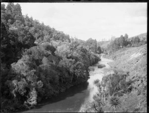 River and native forest