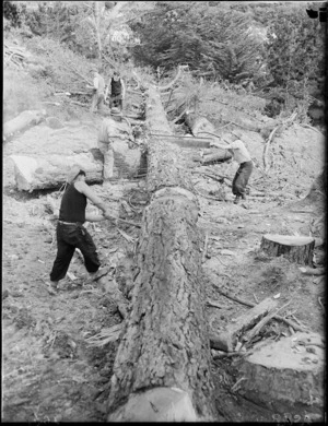 Tree felling in the Karori Cemetery, Wellington