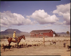 Sheep at Wairakei Farm Settlement, Taupo