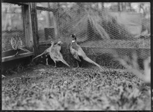 Pheasants in a cage, probably in the Stratford area