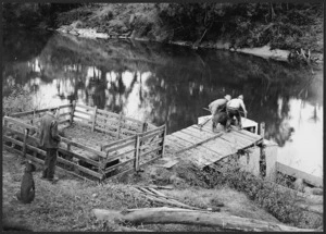 Loading pigs on to a boat, Mokau River