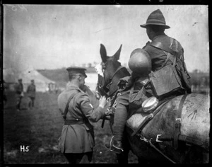 Winners of Class III (New Zealand Field Ambulance) at the New Zealand Division horse show