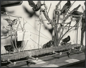 Display of bird traps used by Maori, Wanganui Museum