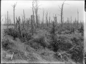 The damaged trees in Gommecourt Wood, France, World War I