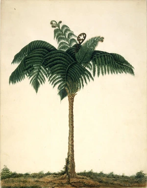 Ashworth, D J :[Tree-fern, New Zealand, 1840s?]