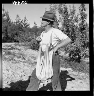 Orchardist in an apple orchard near Nelson