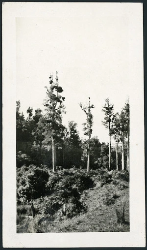 White pine trees between Stratford and Taumarunui