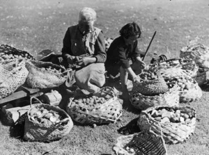 Two women sorting a potato crop, location unidentified