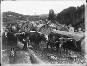 Bullock team hauling logs