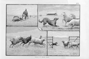 Illustrated New Zealand News :Trial of sheep dogs. 3 September 1883