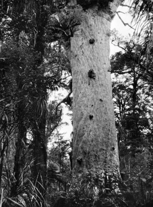 Kauri tree