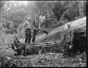 Men sawing a log felled for extensions to a church at Kaitaia