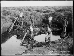 Maori digging kauri gum