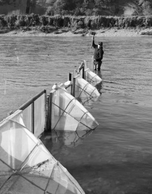 R Biddington placing whitebait nets in the Taramakau River, West Coast region