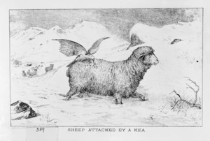 Artist unknown :Sheep attacked by a kea. [Christchurch] Lyttelton Times Co Ltd [1882]