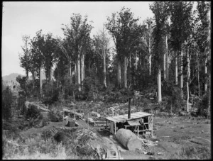 Kauri forest and bush railway, Northland