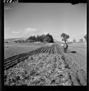 Market garden at Otaki used for supplying United States troops