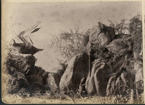 Diorama showing tuatara and mutton birds - Photograph taken by the Burton Brothers