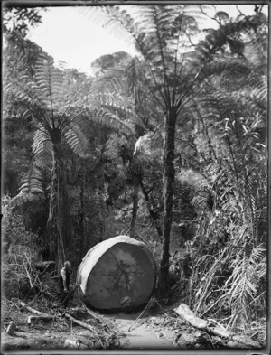 Man beside a large Kauri log