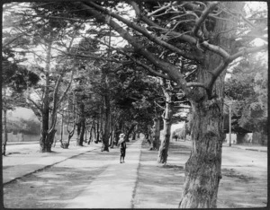 A tree lined path along Fitzherbert Terrace, Thorndon, Wellington