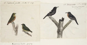 [Tempsky, Gustavus Ferdinand von], 1828-1868 :18. Euphonia gouldi. Sclater [Male & female symbols]. 23. Formicivora. 'Marching army birds'. [185-]