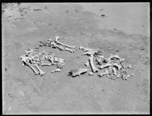 Skeletal remains on beach, Northland