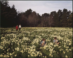 Field of daffodils, Carterton