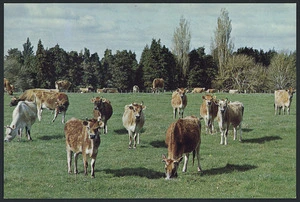 Dairy cattle, Waikato