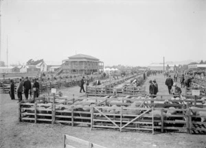 Sheep sale, Addington, Christchurch