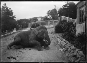 Elephant and zoo keeper, Wellington Zoo