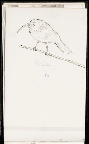 Crawford, James Coutts, 1817-1889 :Huia. [1863]