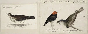 [Tempsky, Gustavus Ferdinand von], 1828-1868:22 Securius major ? Spotted breast wagtail. Page 367. 17. Figure 1. Pipra mentalis Sclater [male] fig 2. Helmitheros. Red head black bird page 92. Migratory green bird page 92. [185-]