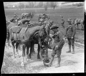 Feeding the horses of a howitzer brigade, World War I