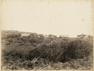 View of Francis Moore's farm, Moreroa, Chatham Islands