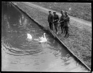 New Zealand army officers feeding swans in the grounds of a rest house, World War I