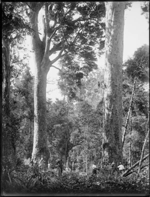 Kauri trees and tree fellers, Northland