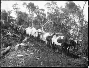 Bullock team, Northland