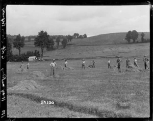 Haymaking on the golf links, Torquay, World War I
