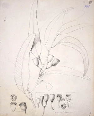 Swainson, William, 1789-1855 :Drawings of the Dandenong Eucaplytidae. [Eucalyptus gracilis?] 5 October 1852